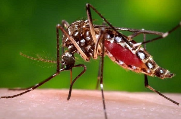 Hasta el momento no hay casos de dengue en Concordia